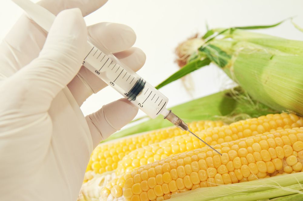 Sweet corn, genetic engineering