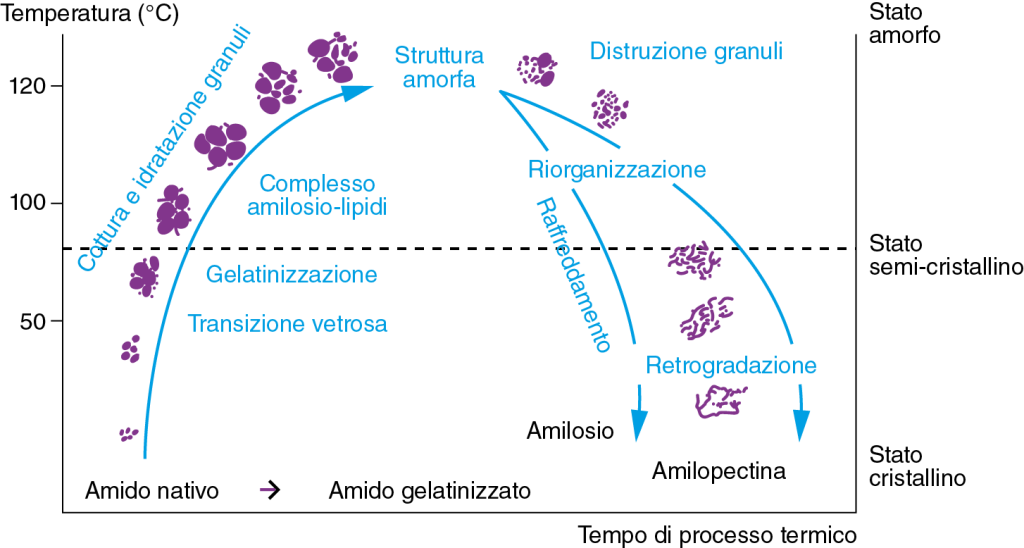 Figura 2: rappresentazione schematica dei cambiamenti che possono avvenire durante la fase di cottura e raffreddamento degli alimenti
