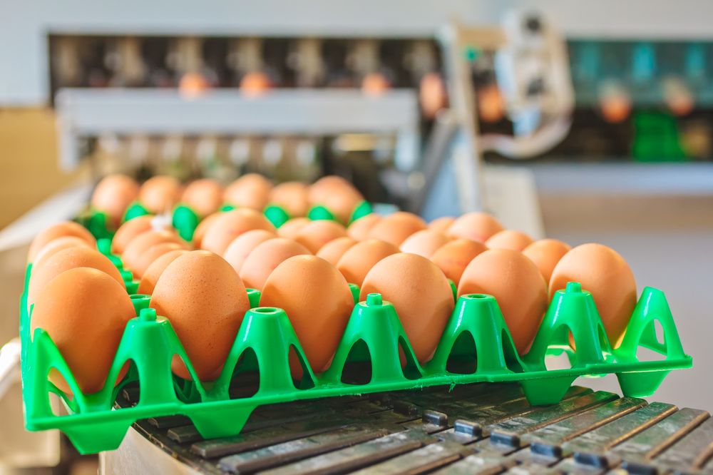 Conveyor belt transporting crates with fresh eggs on an organic chicken farm