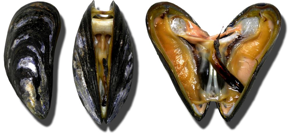 "Moules Miesmuscheln mussel" di No machine-readable author provided. Lamiot assumed (based on copyright claims). - No machine-readable source provided. Own work assumed (based on copyright claims).. Con licenza CC BY-SA 3.0 tramite Wikimedia Commons - https://commons.wikimedia.org/wiki/File:Moules_Miesmuscheln_mussel.jpg#/media/File:Moules_Miesmuscheln_mussel.jpg